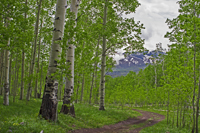 Road in the High Aspen